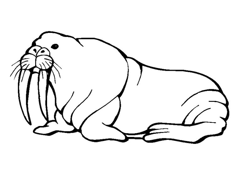 736x552 312 Best Clean Lines Images On Etchings, Anatomy