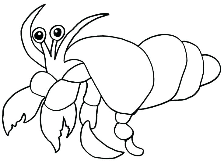 736x538 Walrus Coloring Page Walrus Coloring Page Walrus Coloring Sheet