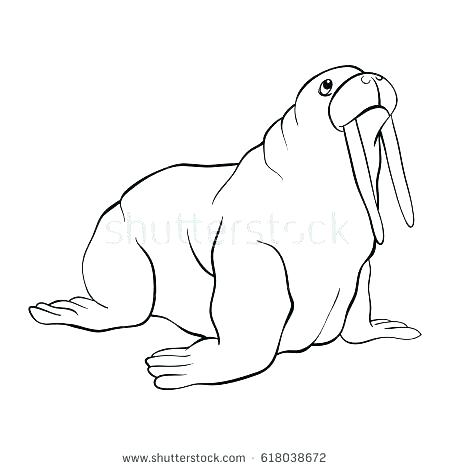 450x470 Walrus Coloring Pages Walrus Coloring Page Walrus Coloring Pages