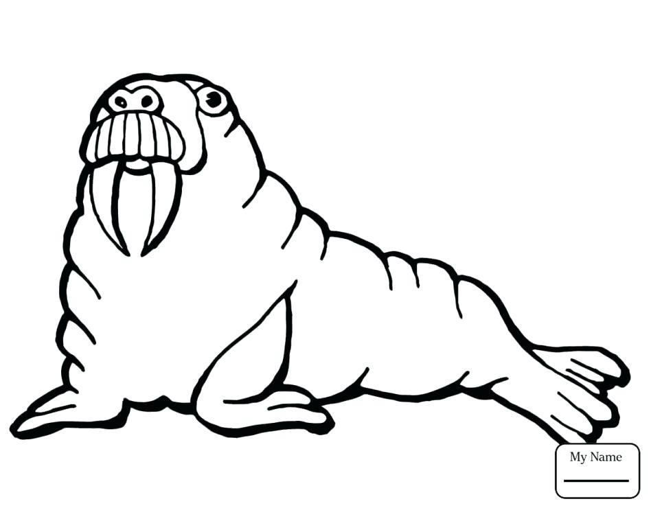 948x740 Walrus Coloring Pages