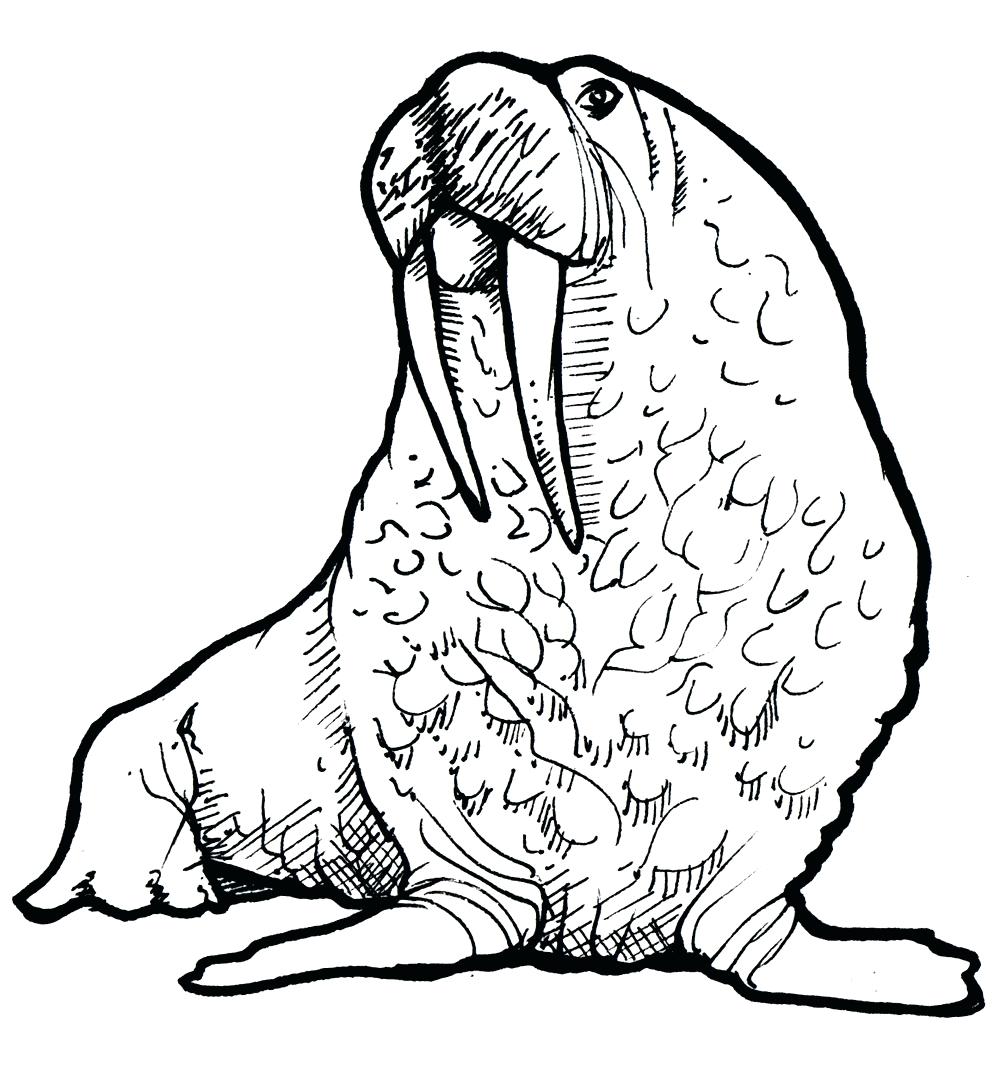 1000x1067 Coloring Page ~ Walrus Coloring Page Images For Drawing Pages