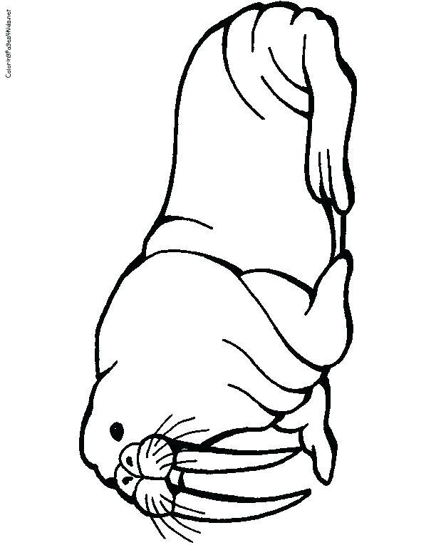 612x765 Baby Walrus Coloring Page Kids Coloring Walrus Coloring Page
