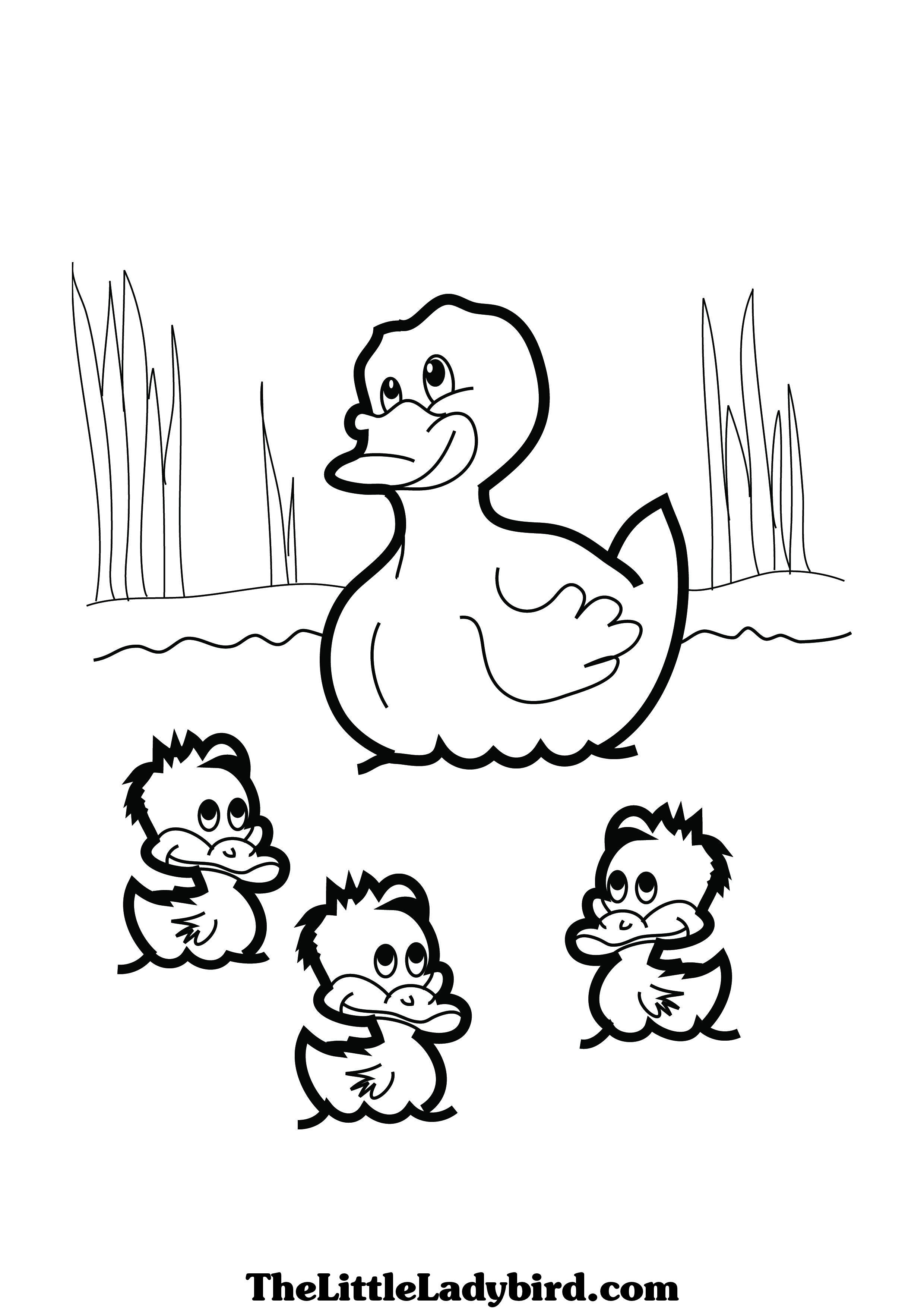 2480x3508 Wanted Baby Duck Coloring Pages To Print Picture
