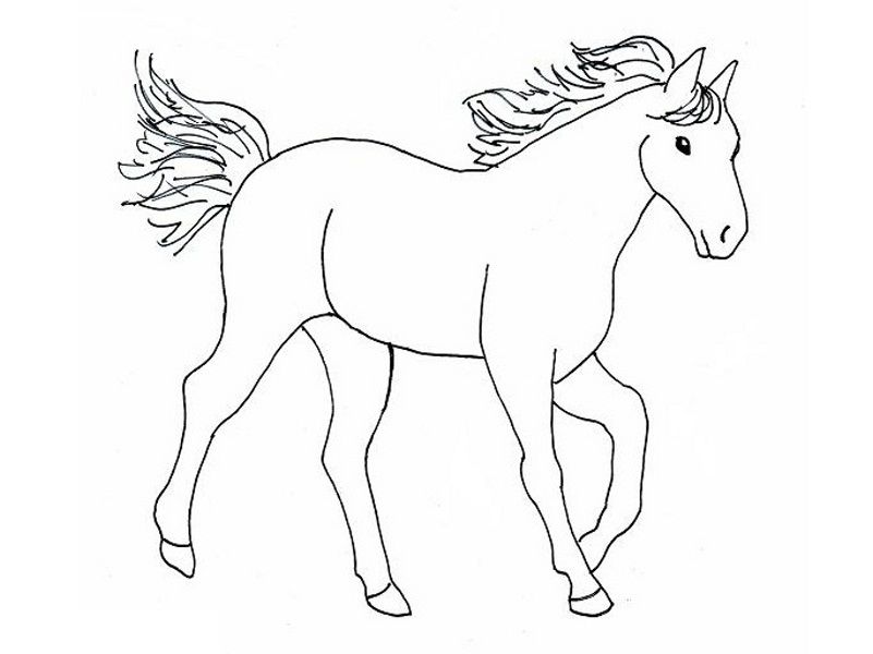 801x600 Horse With Big Stomach Horses Kids Net