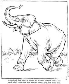 236x288 18 Fresh Okapi Coloring Page Voterapp.us