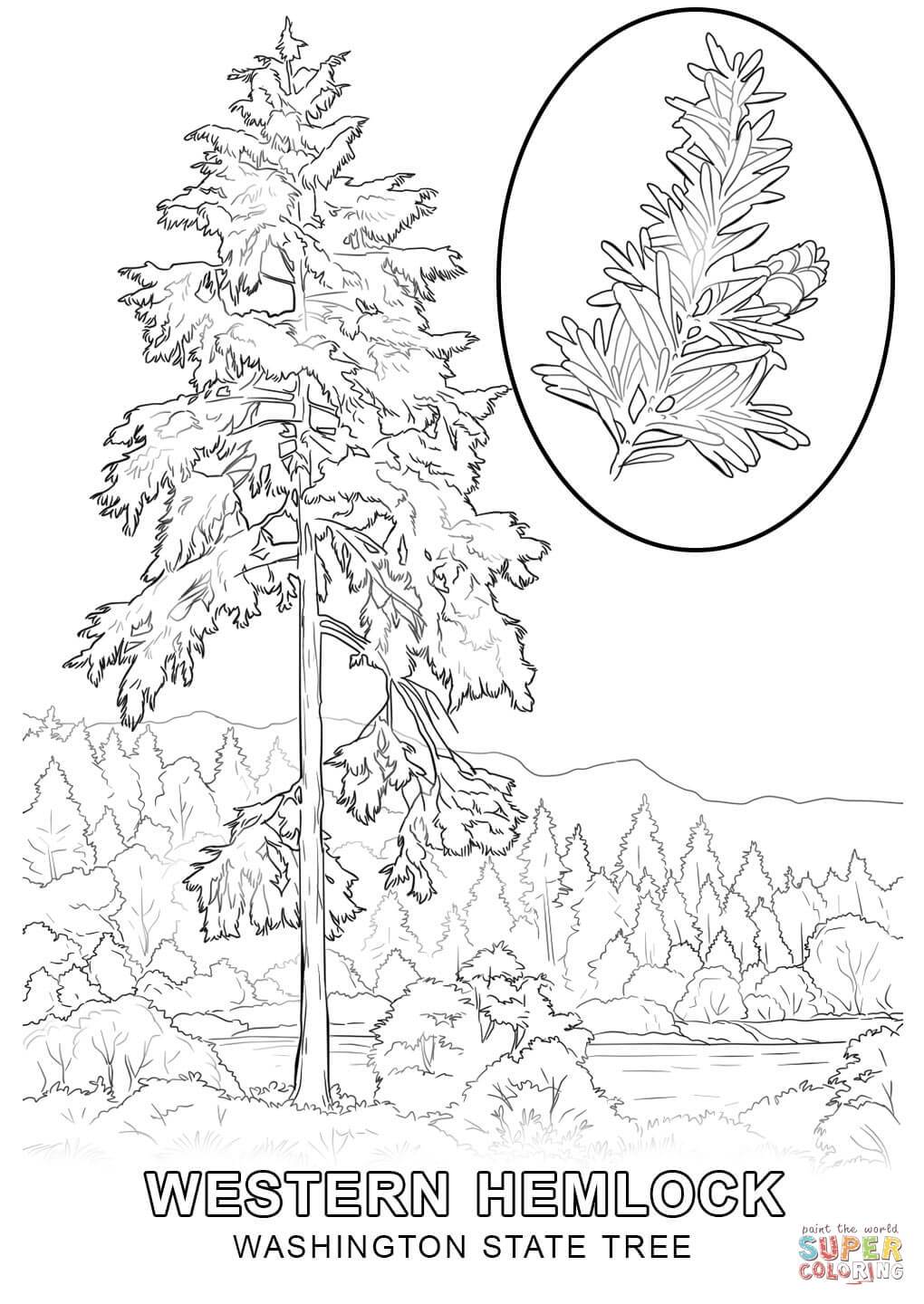 1020x1440 Inspiring Washington State Tree Coloring Page Printable Pict