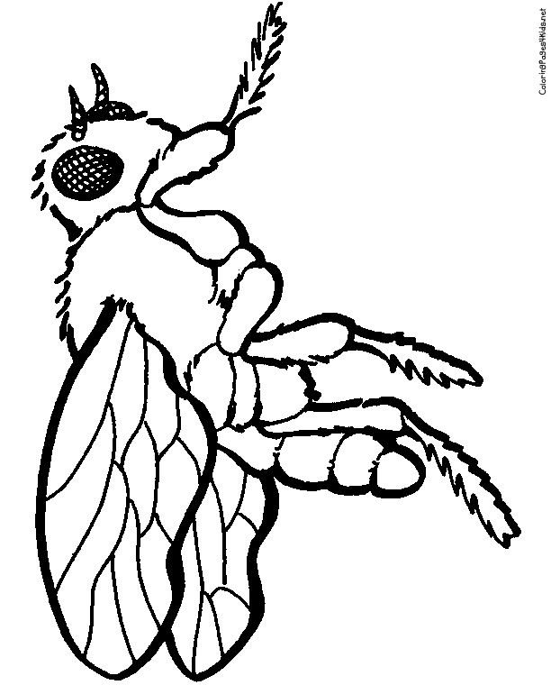 612x760 8 Best Colouring Images On Insects, Coloring Pages