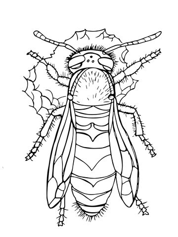 360x480 Western Yellow Jacket Coloring Page From Wasp Category. Select