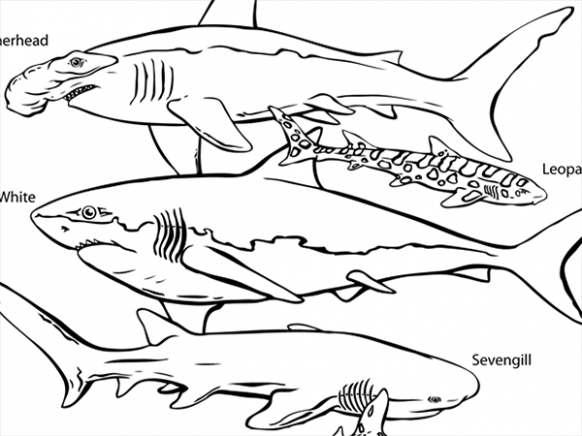 582x436 Is Ocean Animals Coloring Pages Any Good 15 Freizeit Job