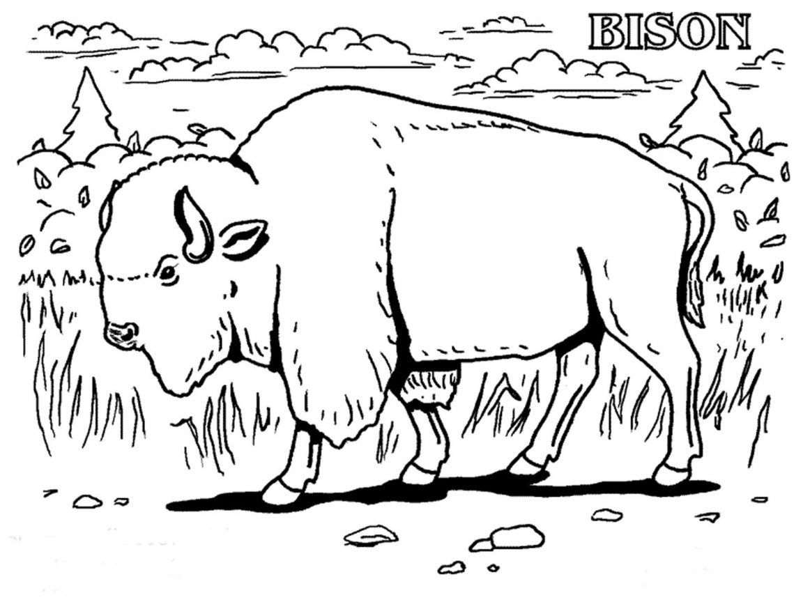 Water Buffalo Coloring Page