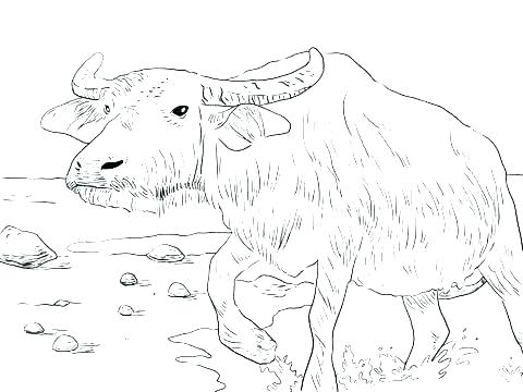 480x360 Buffalo Coloring Pages Milkman Buffalo Coloring Page Cape Buffalo