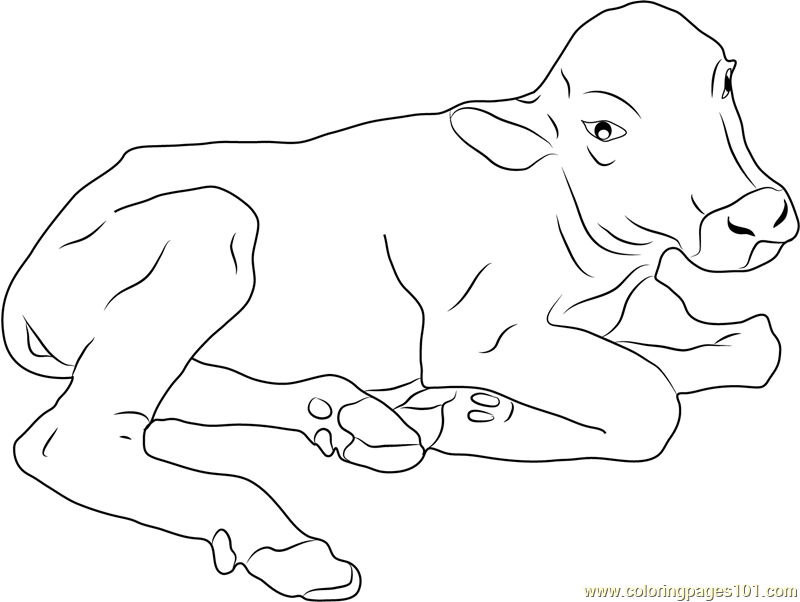 800x602 Domestic Asian Water Buffalo Coloring Page