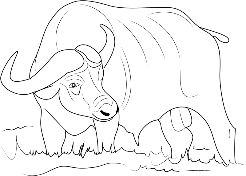 800x573 Real Heavy Machines 10 Buffalo Coloring Pages Cliparts
