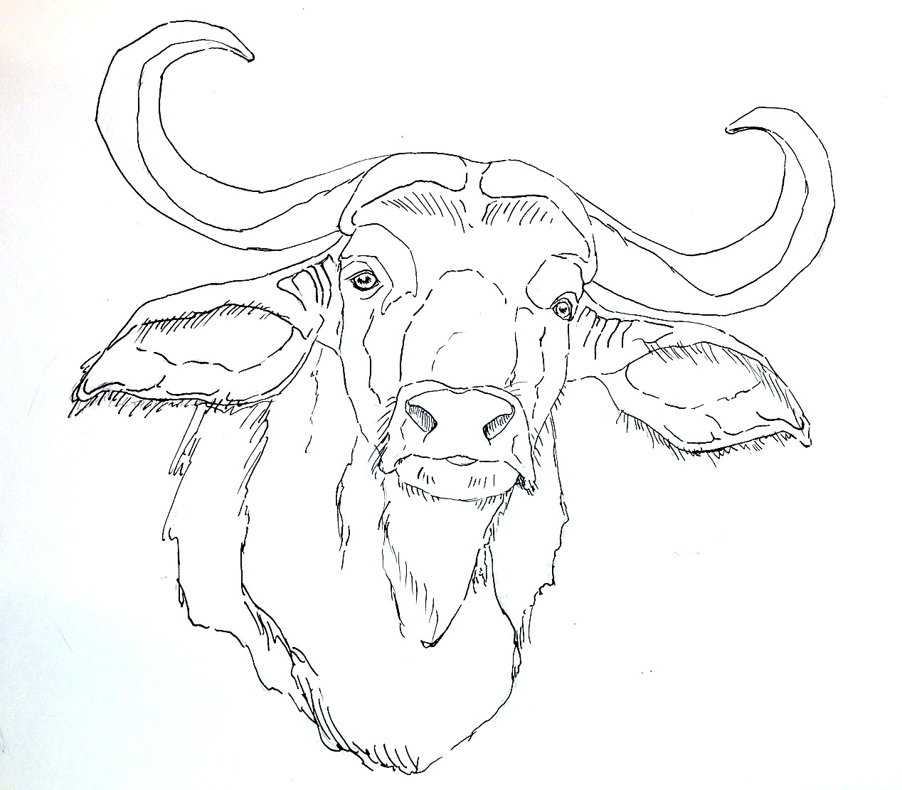 1268x1111 Unique Buffalo Coloring Page Design Printable Coloring Sheet