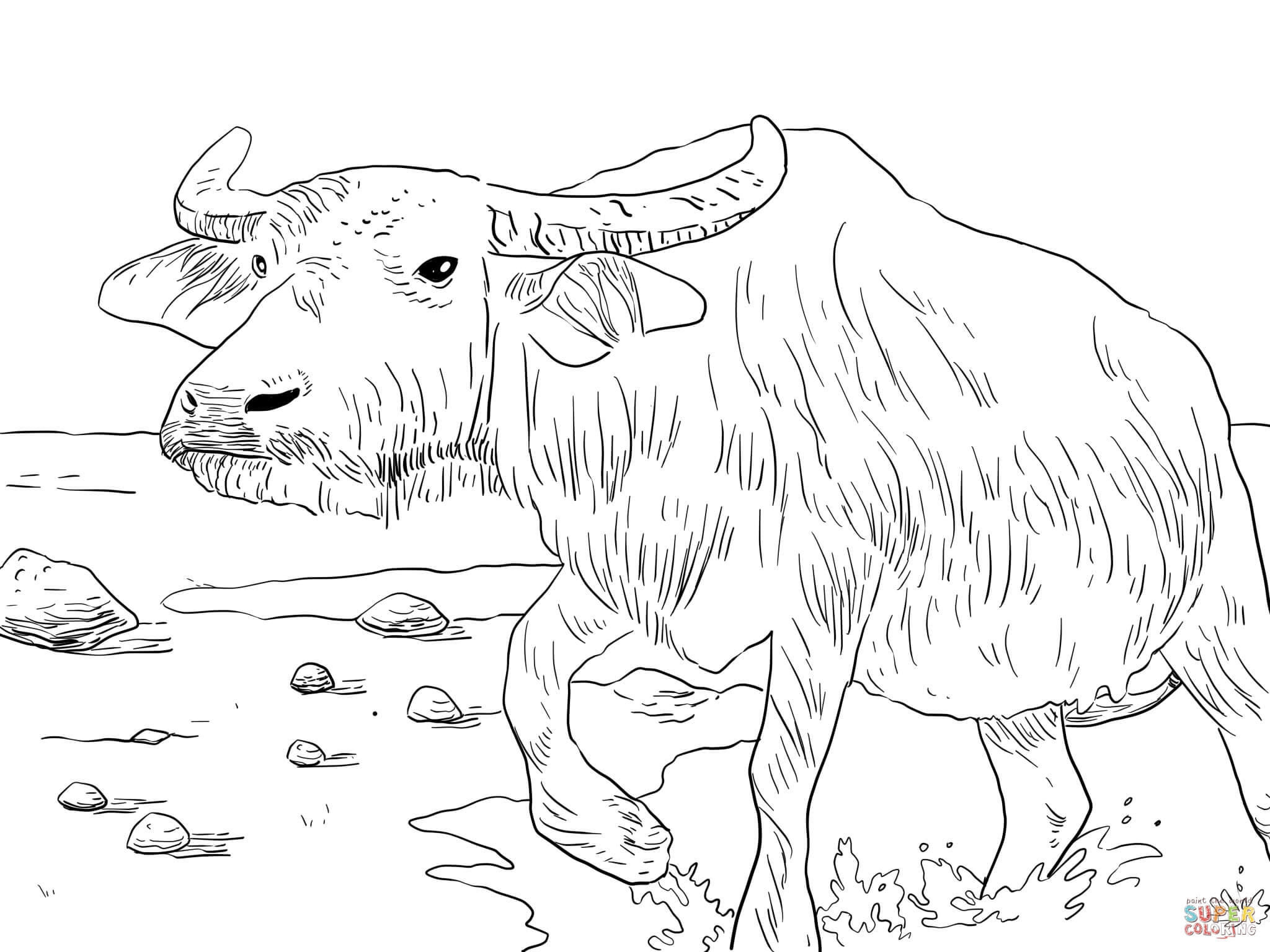 2048x1536 Water Buffaloes Coloring Pages Gallery Coloring For Kids 2018