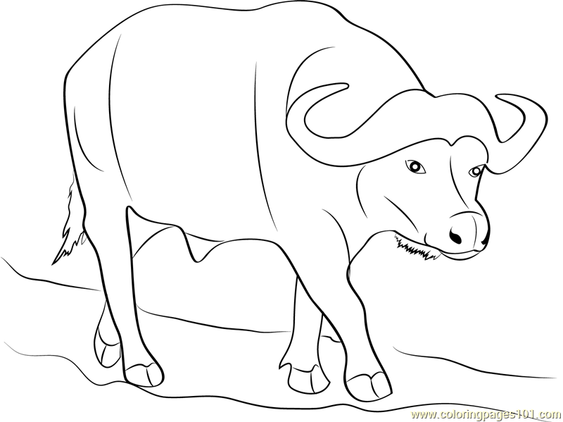 800x599 Wild Buffalo Coloring Page