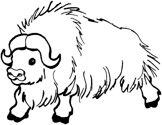 681x525 Yak Coloring Pages