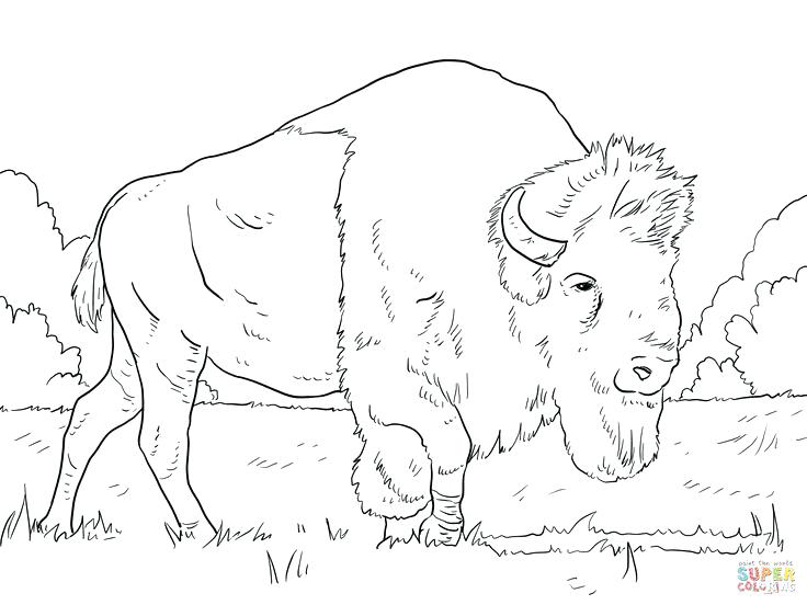 736x552 Buffalo Coloring Page Bison Animal Coloring Pages Buffalo Coloring