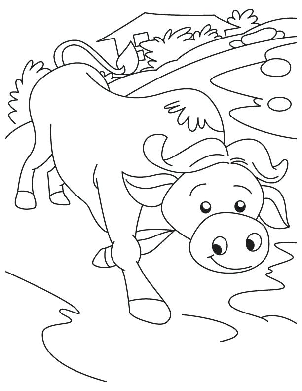 612x792 Buffalo Coloring Page Having Fun Buffalo Coloring Page Buffalo