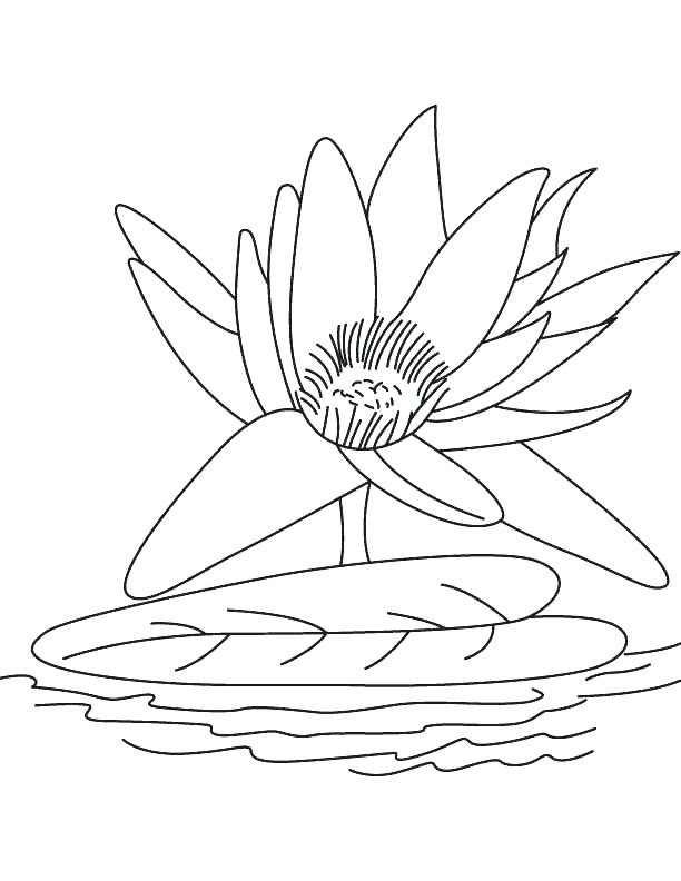 612x792 Lily Coloring Pages Water Lily Coloring Sheets Color Page Flower