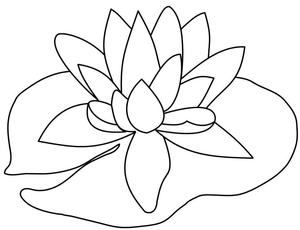970x746 Lily Pad Coloring Page Lily Coloring Pages Honeybee Cute As Lily