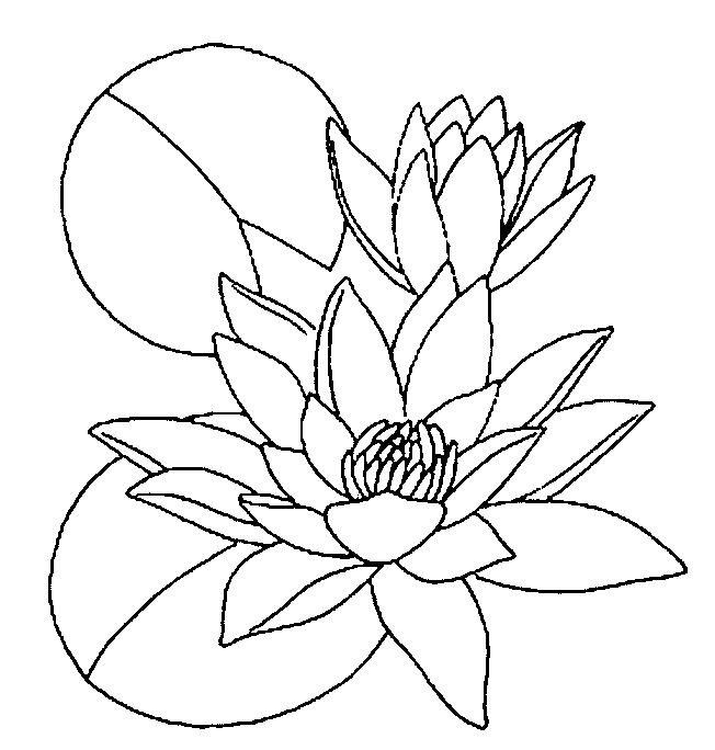 652x684 Water Lilies Coloring Page 2
