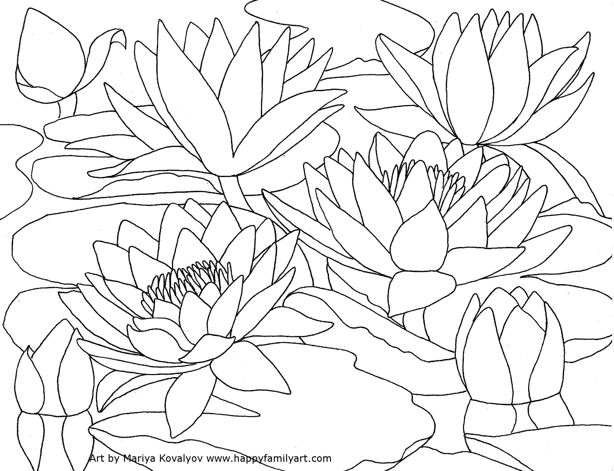 2000x1535 Waterlilies