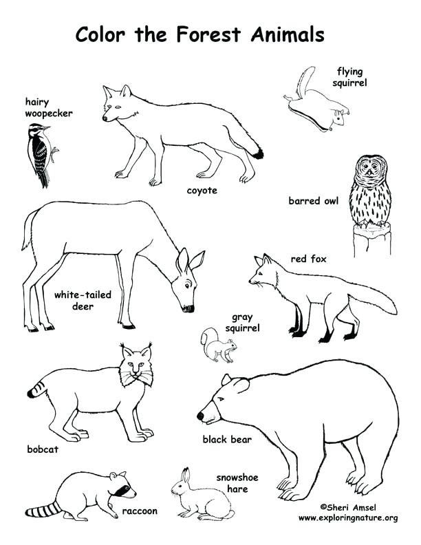 612x792 Tundra Habitat Coloring Pages Water Pollution Arctic Habitat