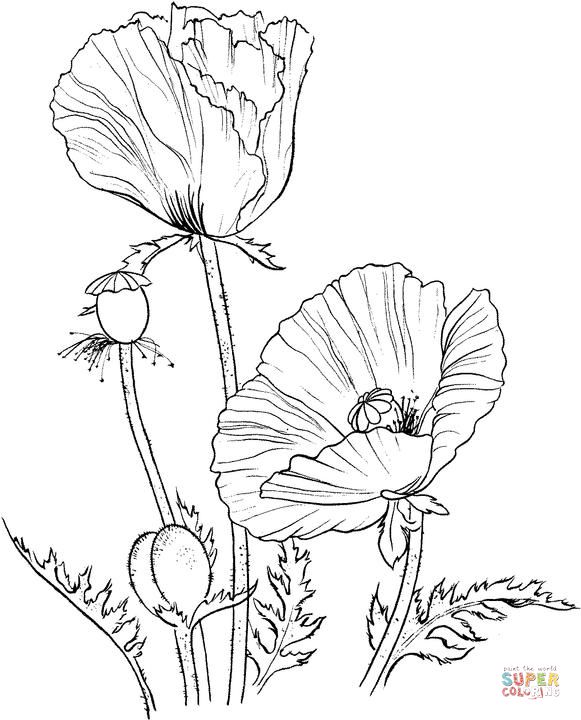 581x720 Oriental Poppy Super Coloring. Blow Up Wall Size And Watercolor