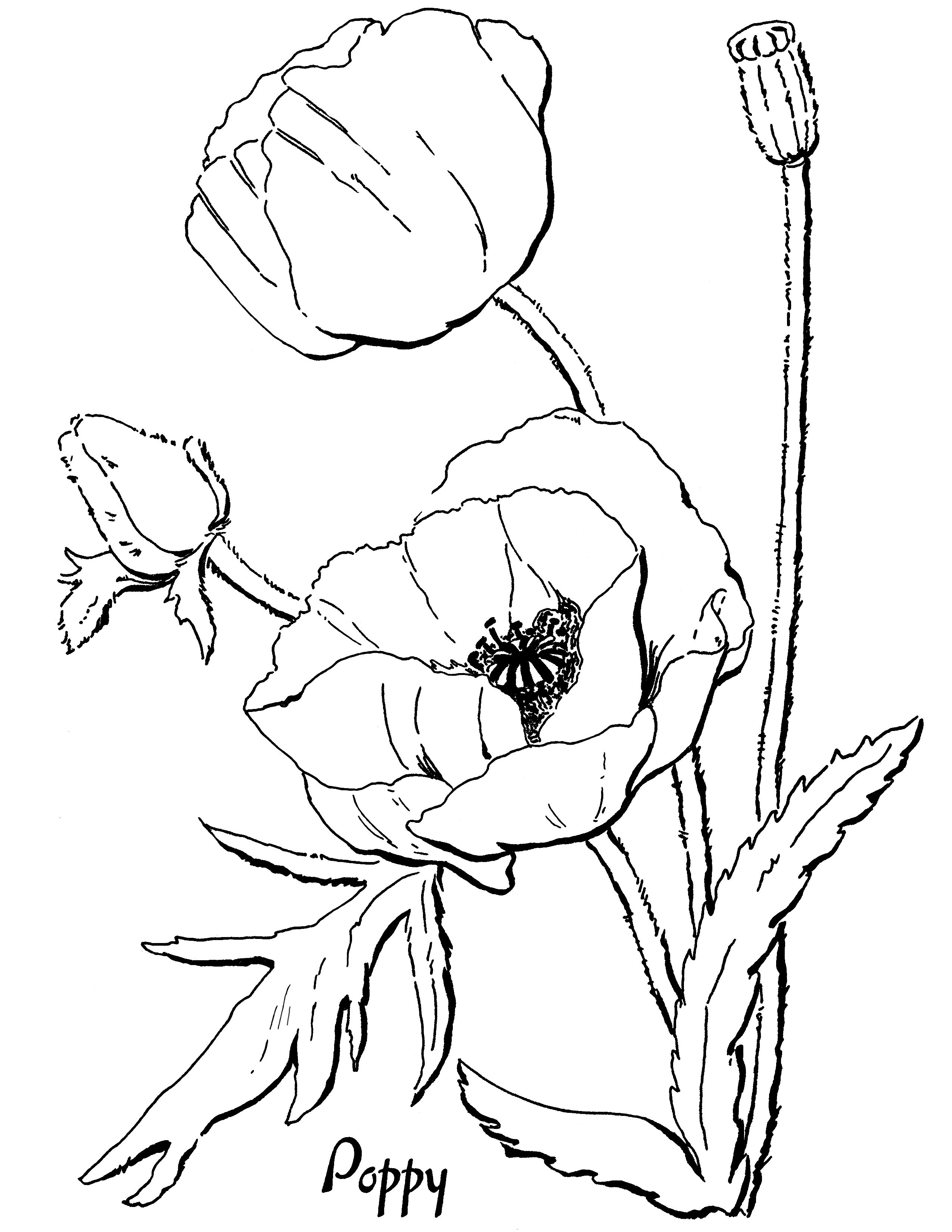 2550x3300 Poppy Coloring Page For Adults Vintage Coloring Books, Metal