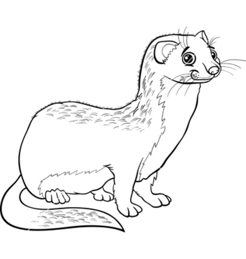 855x900 Coloring Pages Weasels, Printable For Kids Amp Adults, Free
