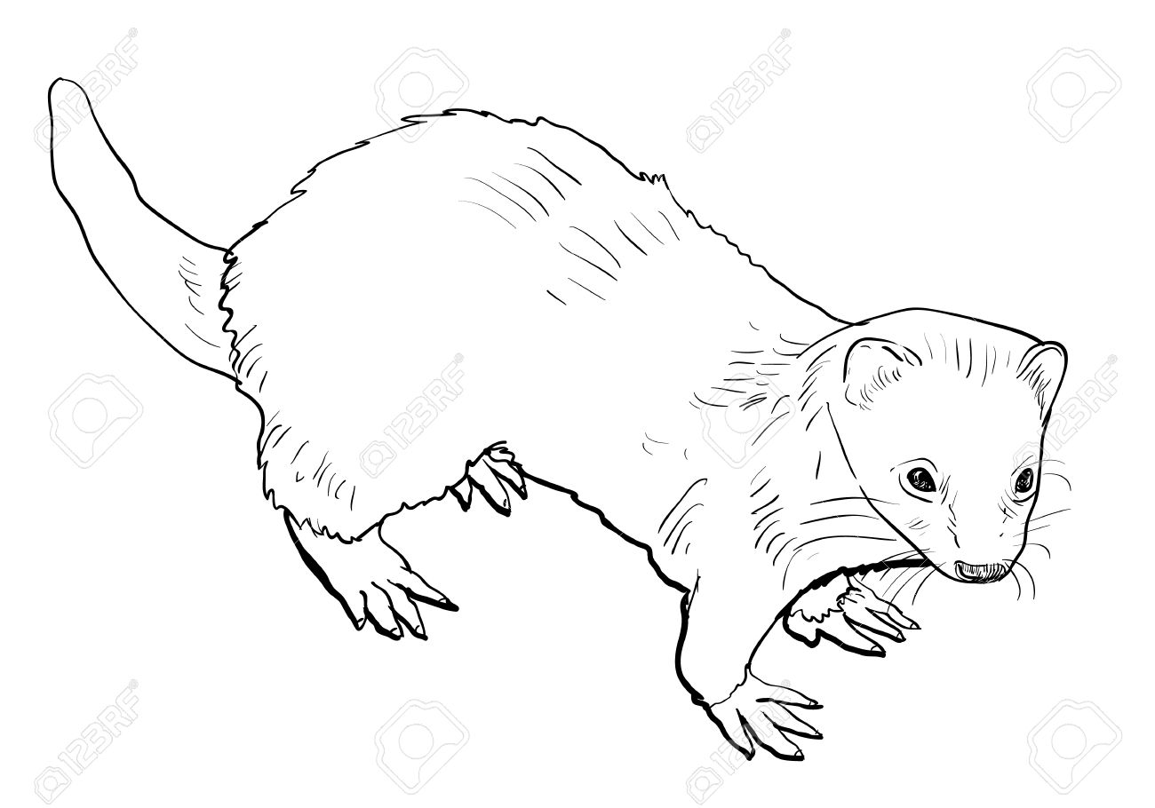 1300x910 Drawn Ferret Weasel