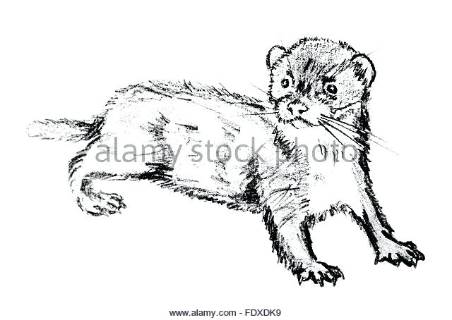 640x454 Coloring Pages Disney Free Least Weasel Images And Stock Photos
