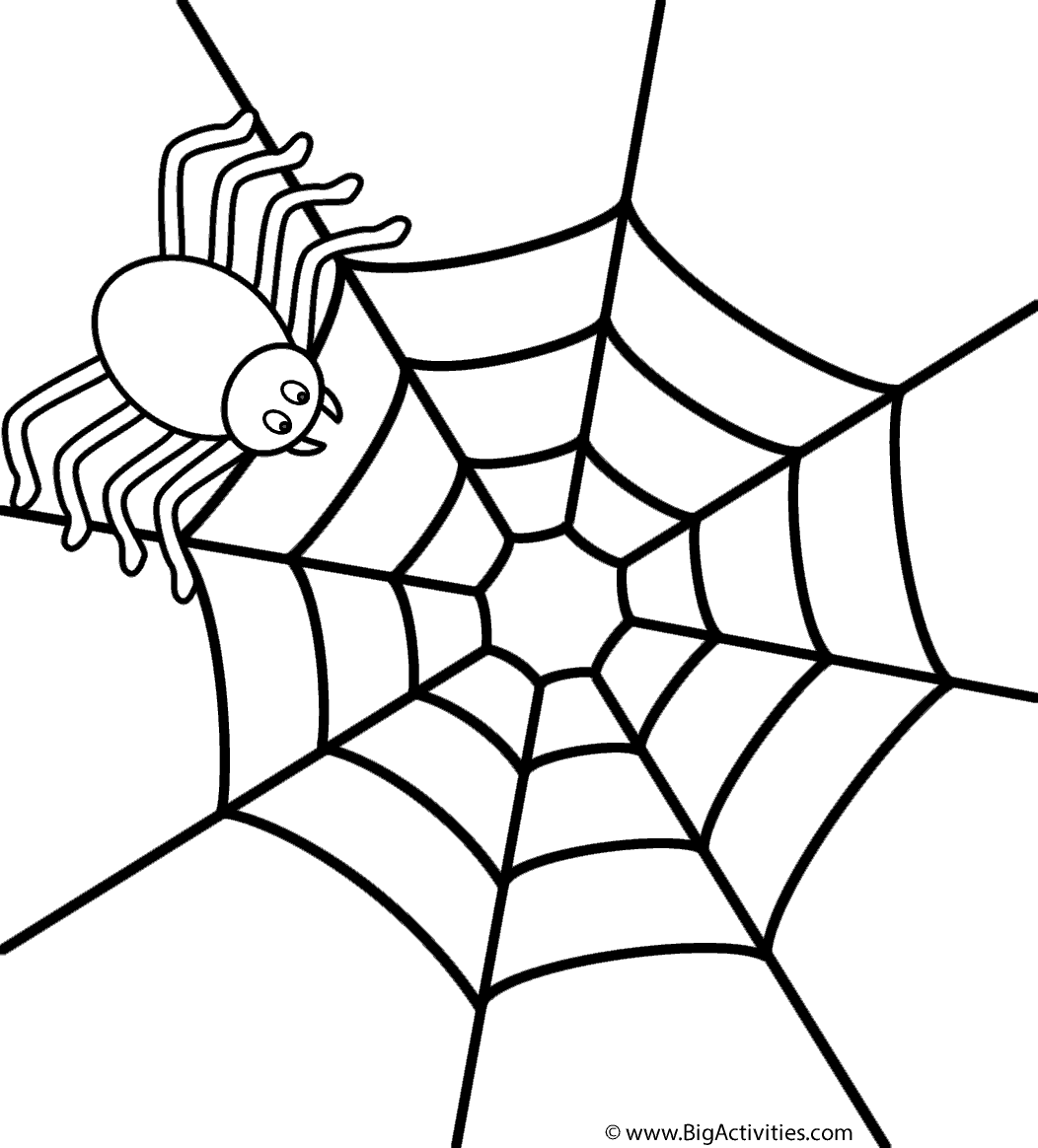 1052x1164 Spider On Web