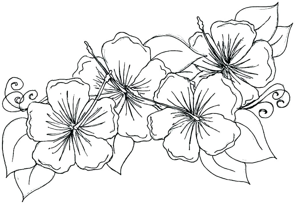 1024x708 Coloring Pages Flowers Printable Adult Printable Coloring Pages