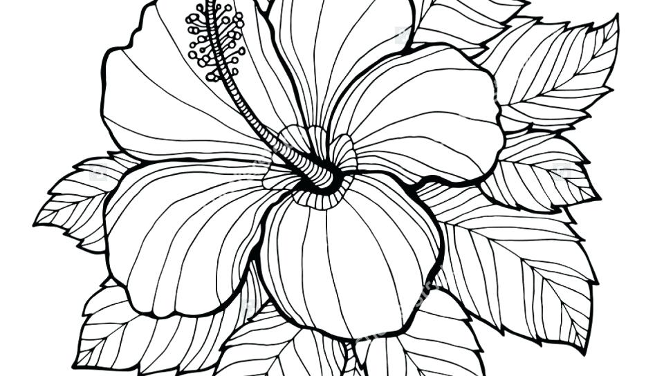 960x544 Flower Coloring Pages For Adults Wedding Coloring Page Wedding