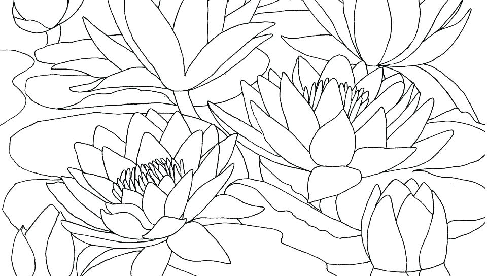 960x544 Color Pages Of Flowers Printable Coloring Pages Flowers Plus