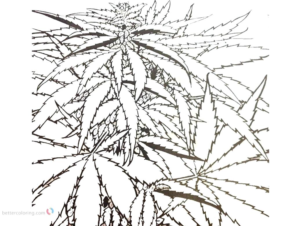1000x780 Weed Coloring Sheets Seaweed Coloring Pages