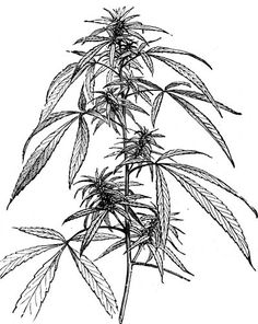 236x296 Drawn Pot Plant