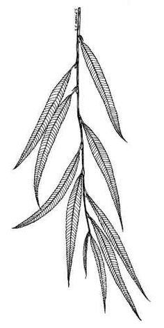 236x470 Google Image Result For Httpwww.cool Coloring