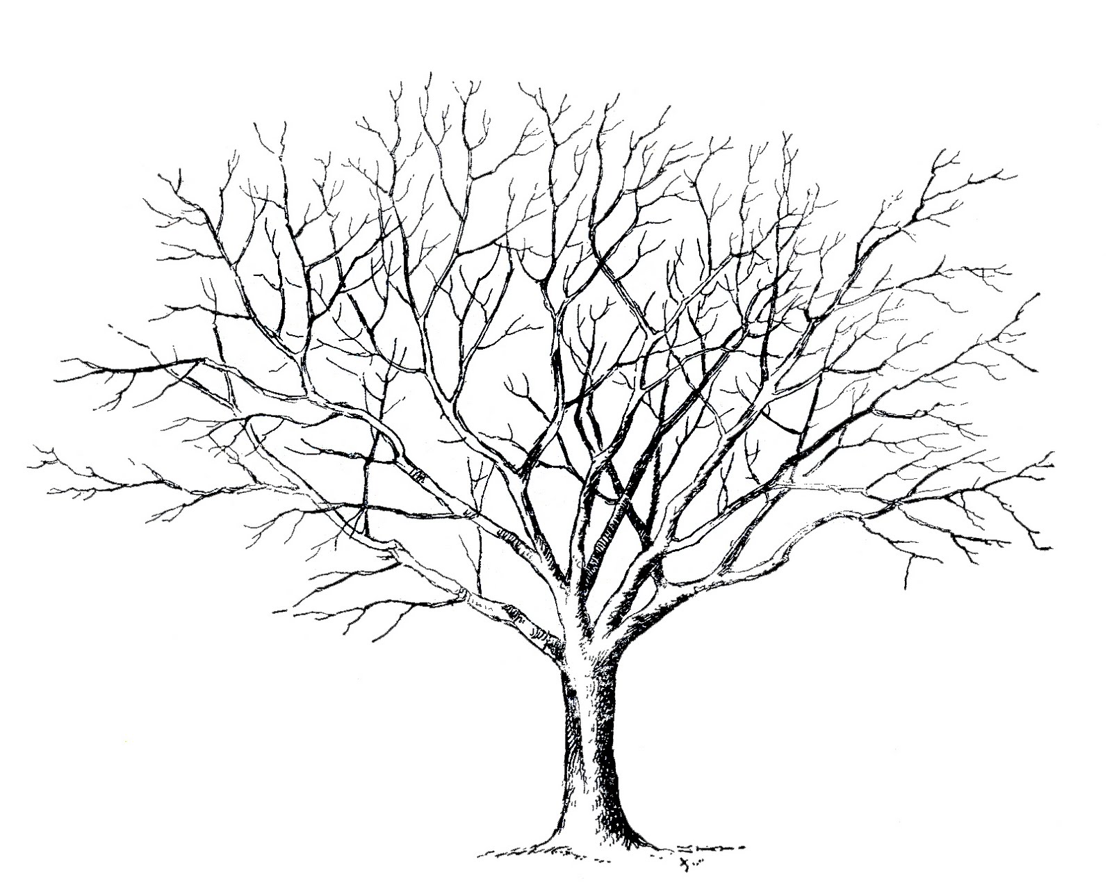 1600x1276 Willow Tree Coloring Easy Trees Lately Including One For A