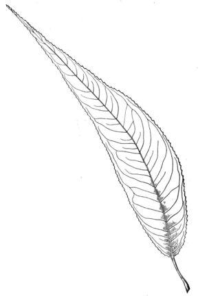 304x430 Almond Willow Leaf Coloring Page Print Almonds