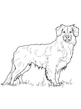 Weimaraner Coloring Pages