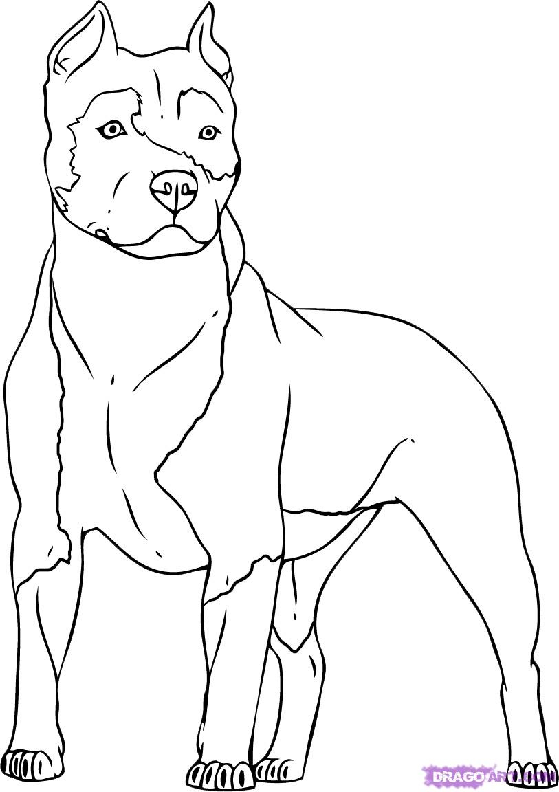 813x1152 Step Two I Love Pitbulls