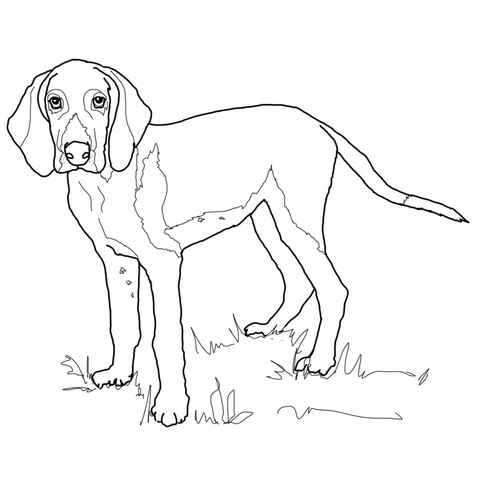 480x477 Weimaraner Coloring Pages American Foxhound Coloring Page Free