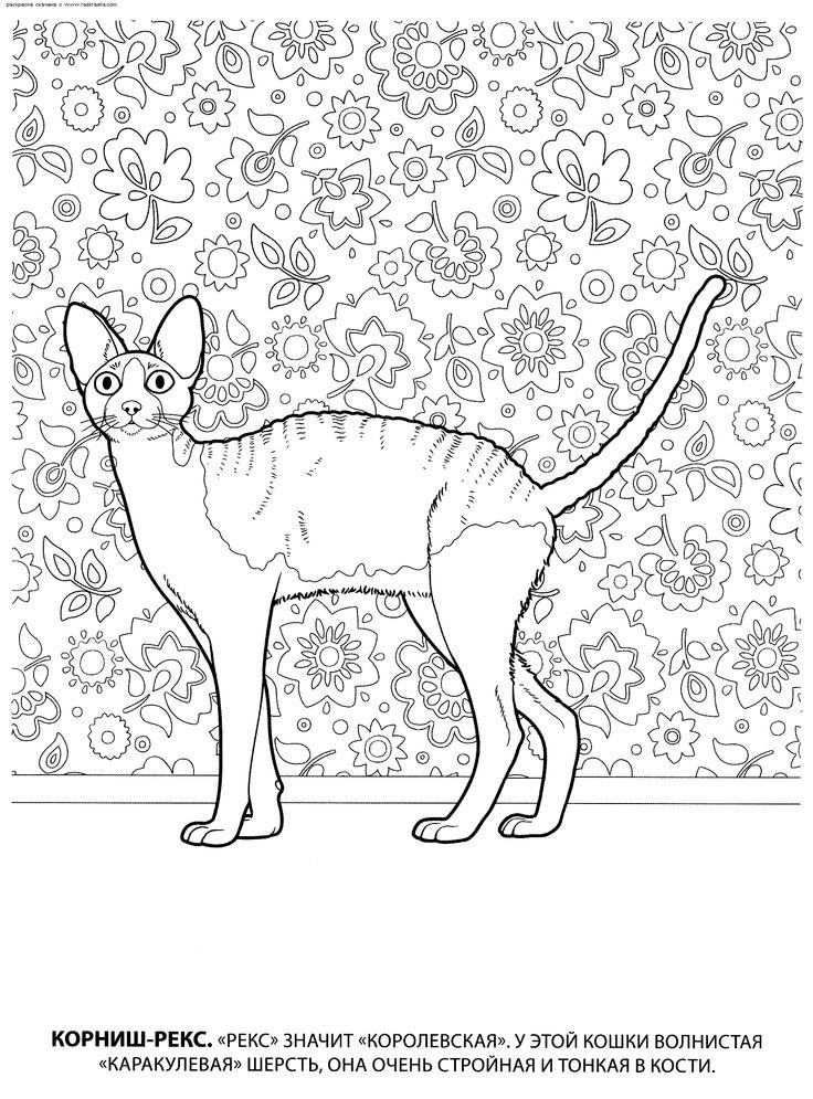 736x995 Weimaraner Coloring Pages Inspirational 217 Best Dogs To Color