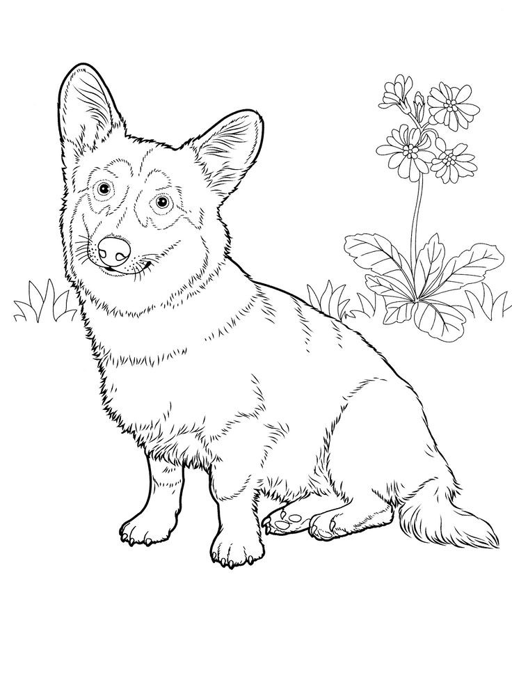 736x990 Weimaraner Coloring Pages New 3167 Best Dog Patterns Images