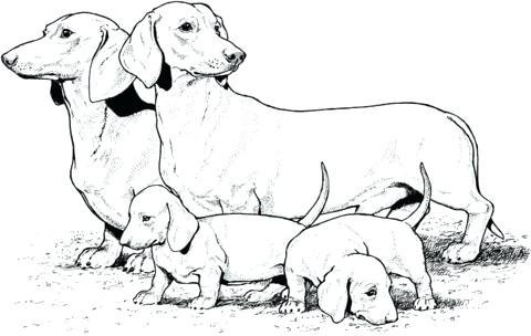 480x304 Weiner Dog Coloring Pages Dachshund Coloring Pages Dachshund Dog