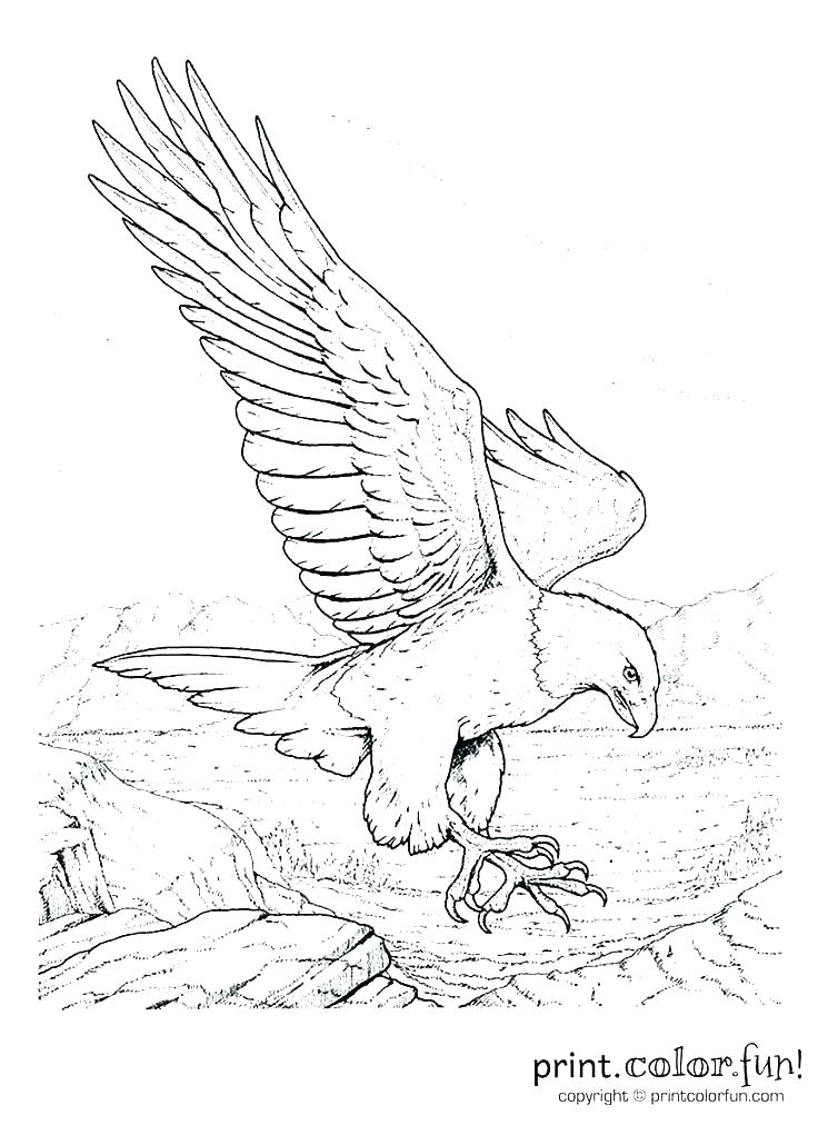 736x1012 Coloring Pages Of Eagles Eagles Coloring Pages Wedge Tailed Eagle