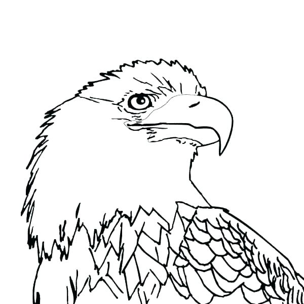 600x600 Eagles Coloring Pages Animal Coloring Pages Eagle Philadelphia